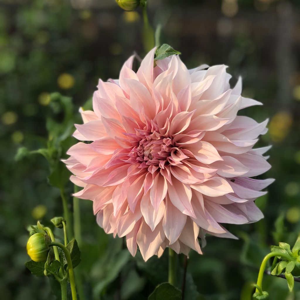 Dahlia Café au Lait Rosé