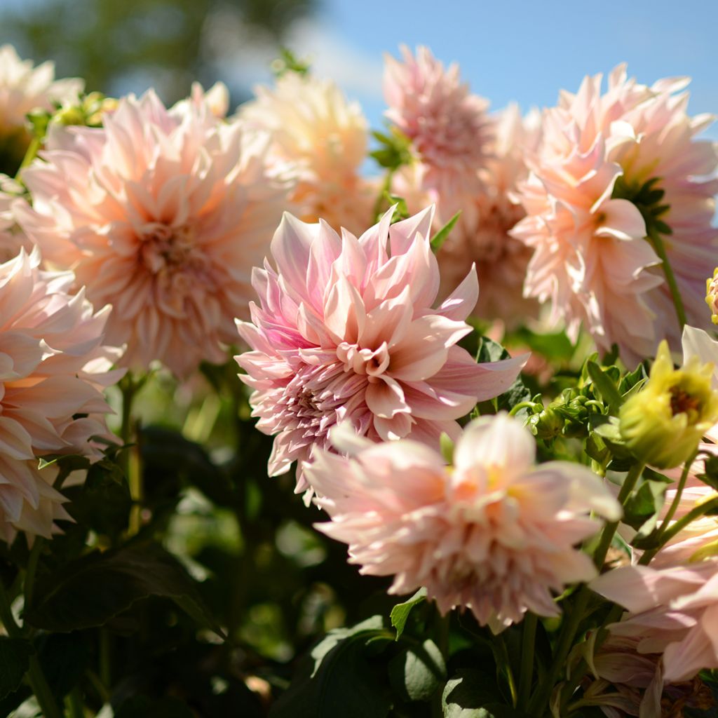 Dahlia Café au Lait Rosé