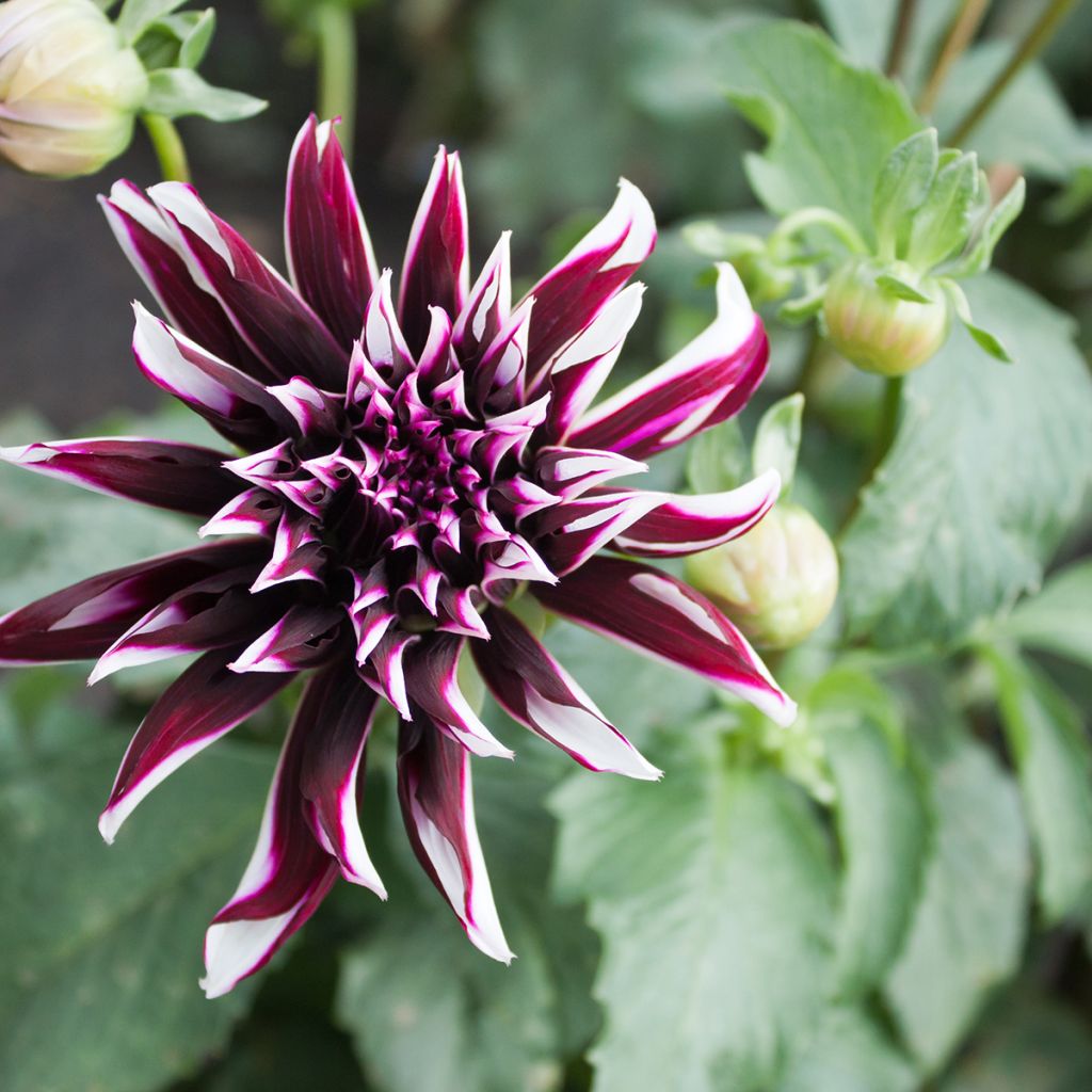 Dahlia Contraste