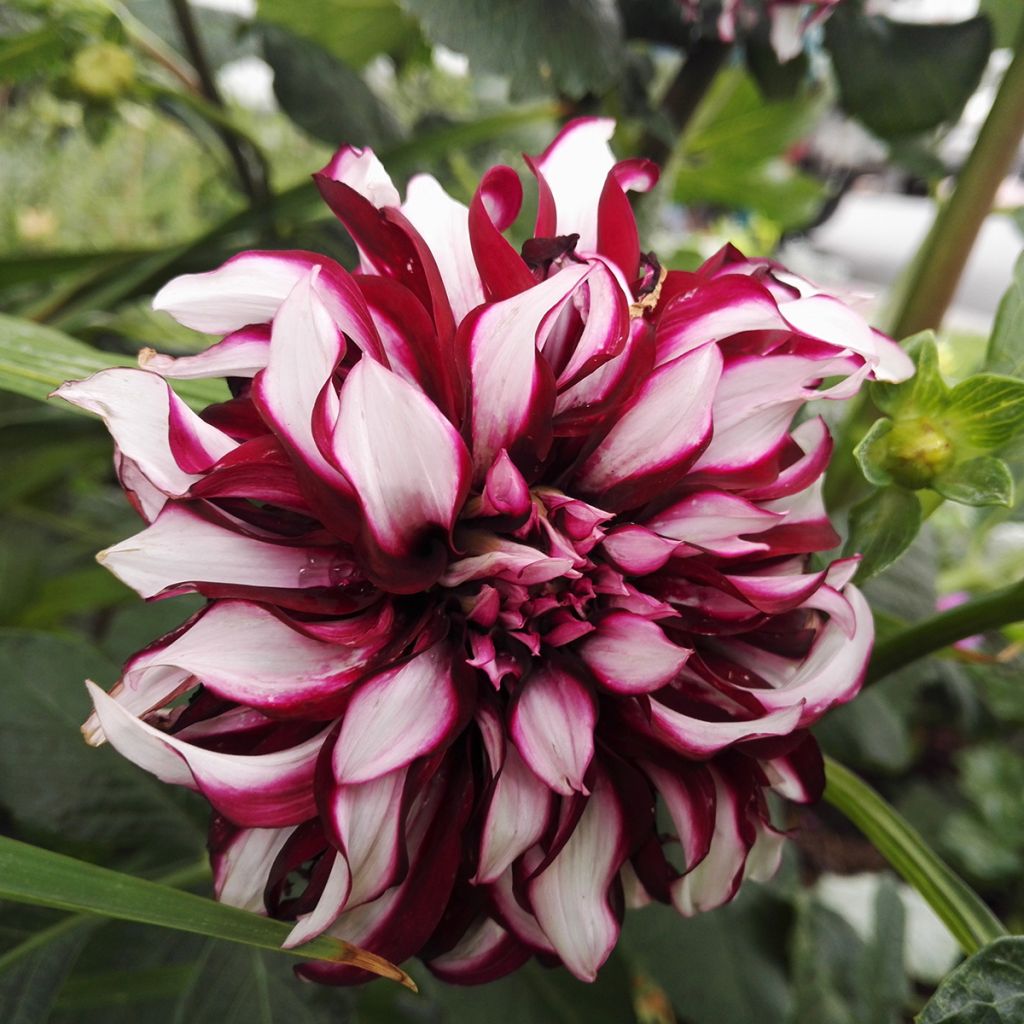 Dahlia Contraste