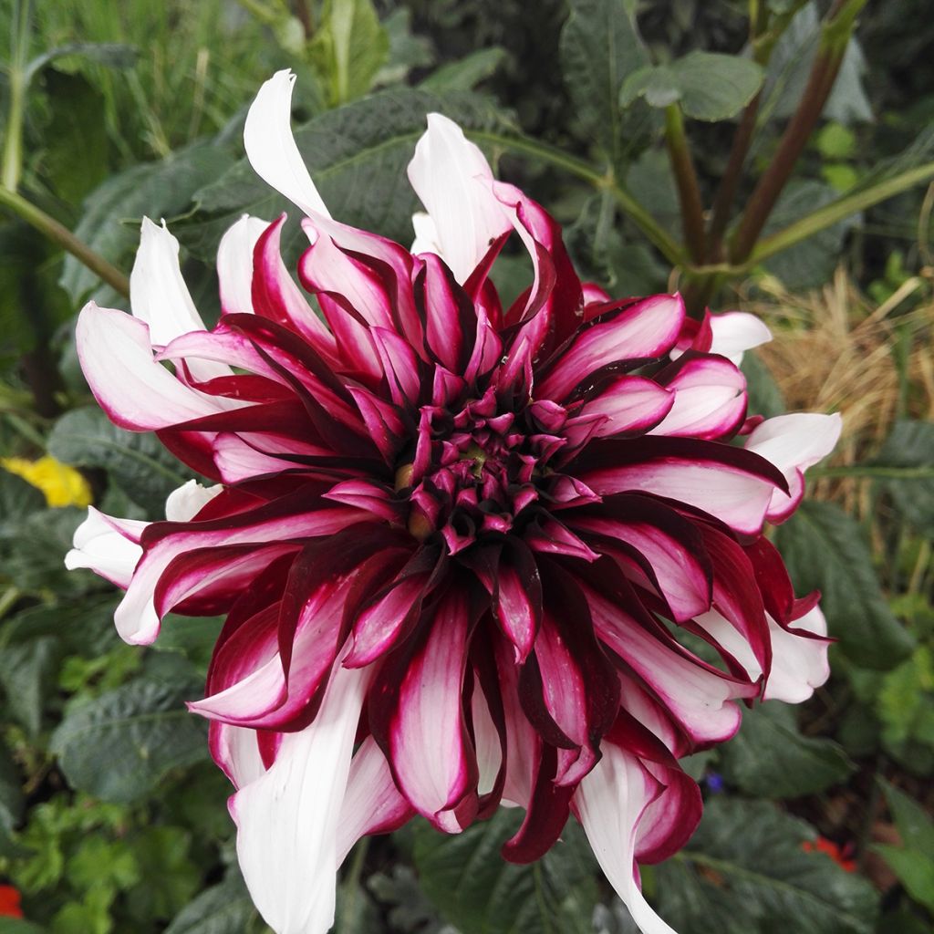 Dahlia Contraste