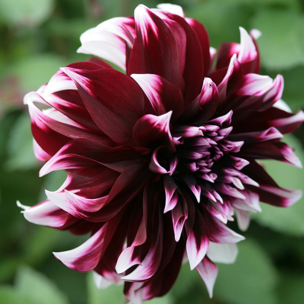 Dahlia Contraste