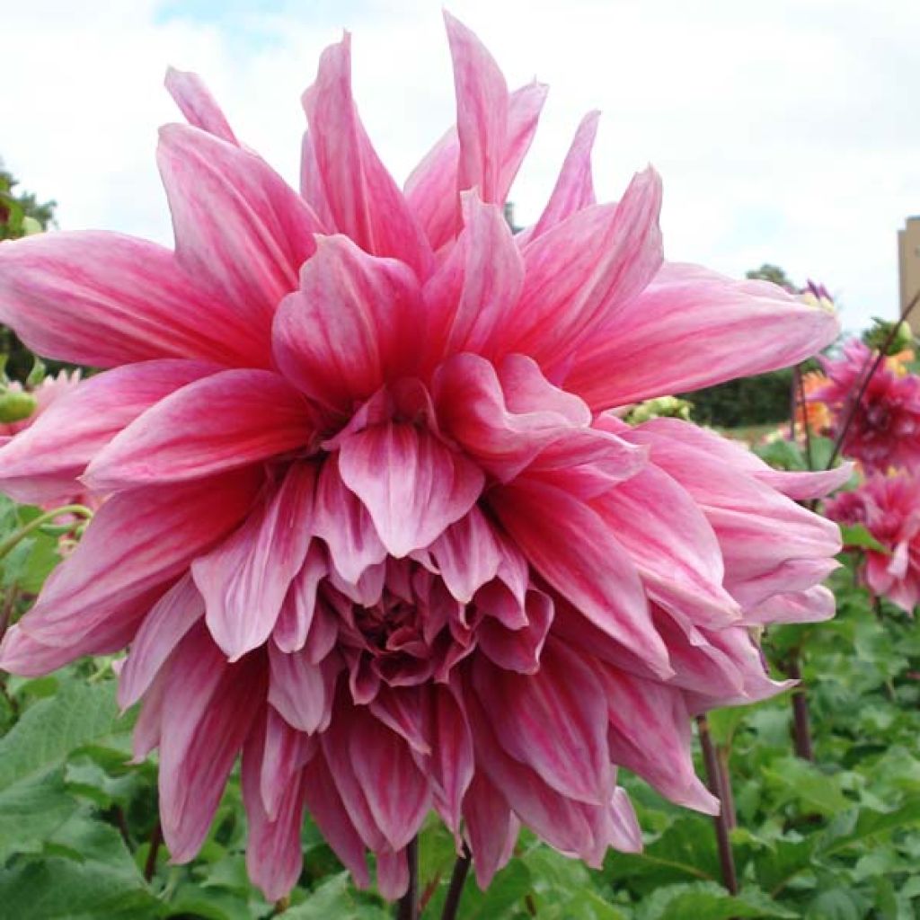 Dahlia géant Emory Paul