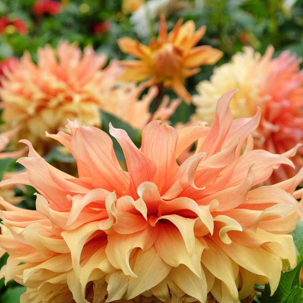 Dahlia Hamari Gold