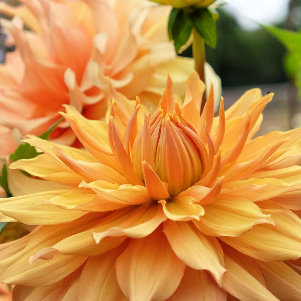 Dahlia Hamari Gold