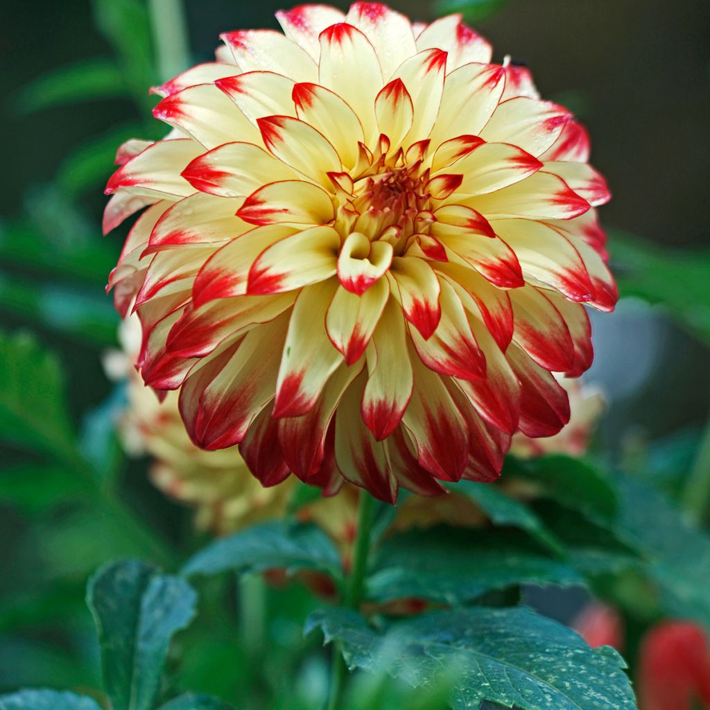 Dahlia Lady Darlene