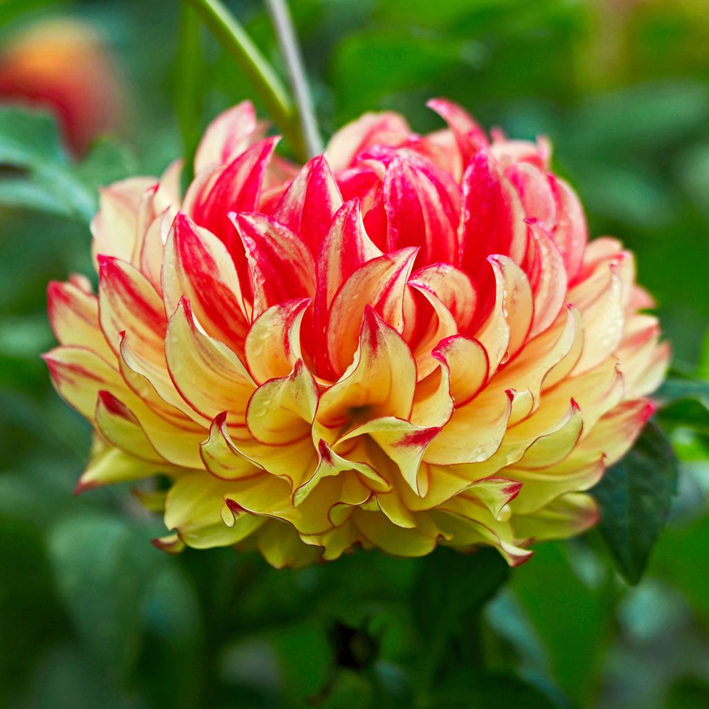 Dahlia Lady Darlene