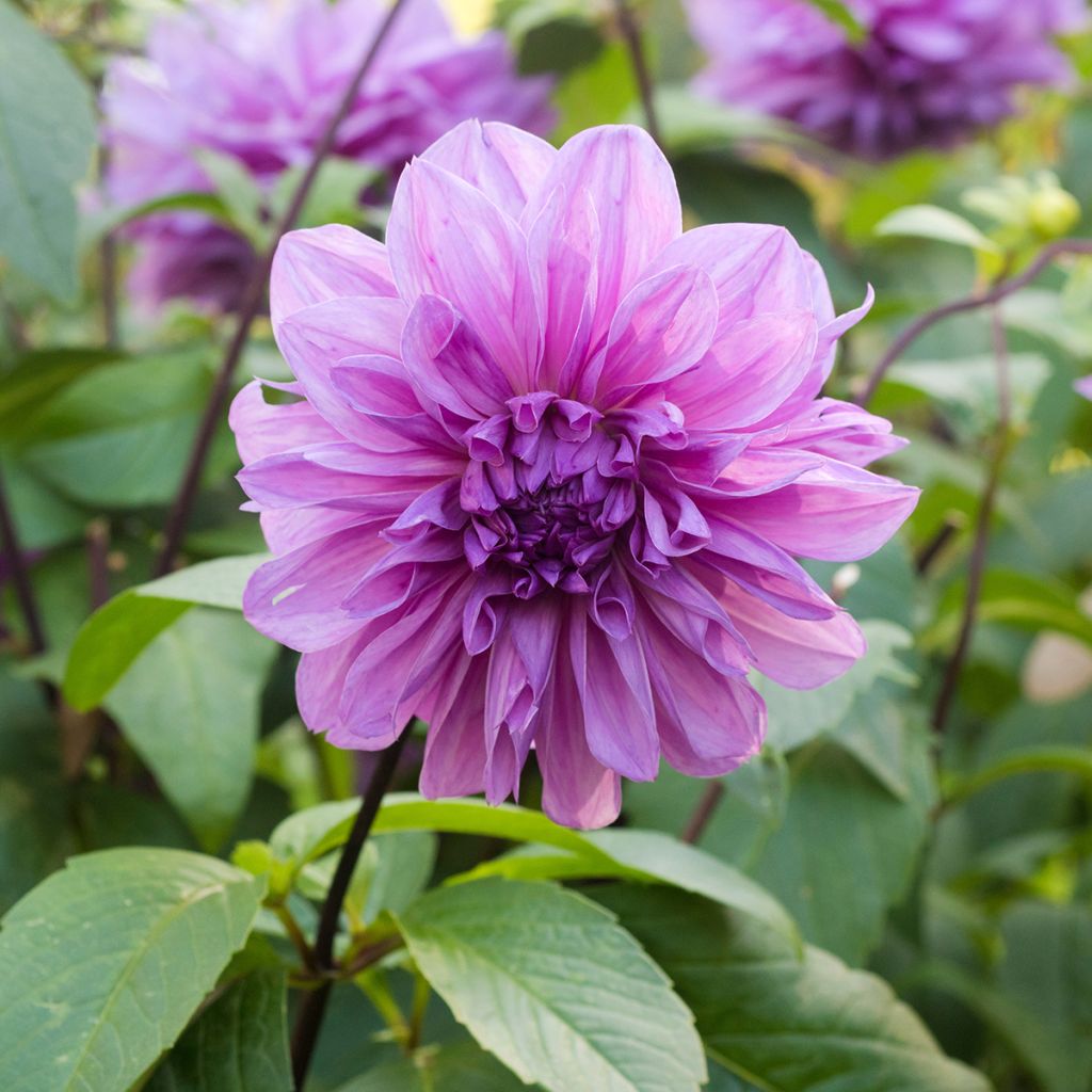 Dahlia Lilac Time