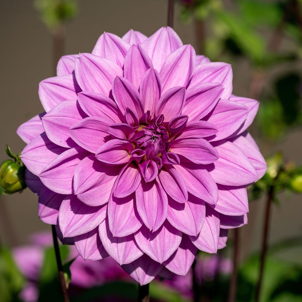 Dahlia Lilac Time