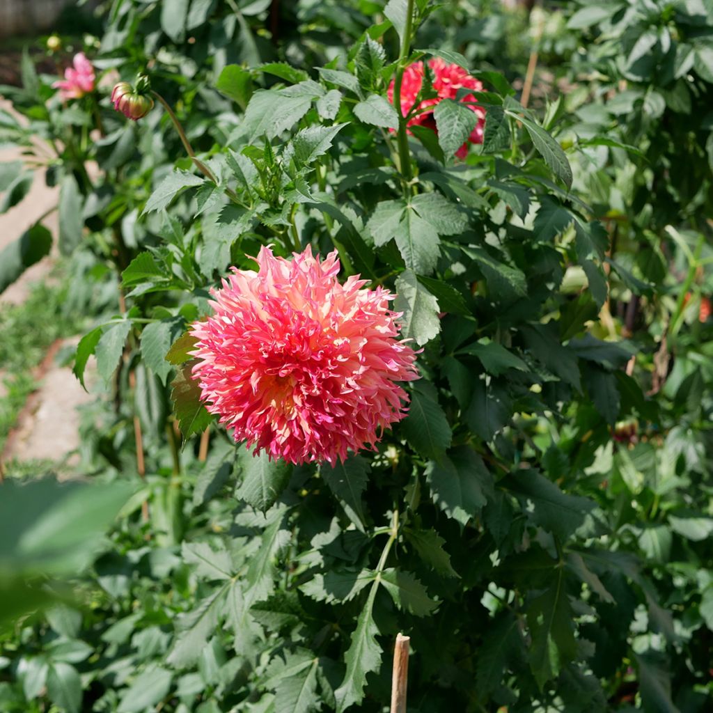 Dahlia Myrtle's Folly