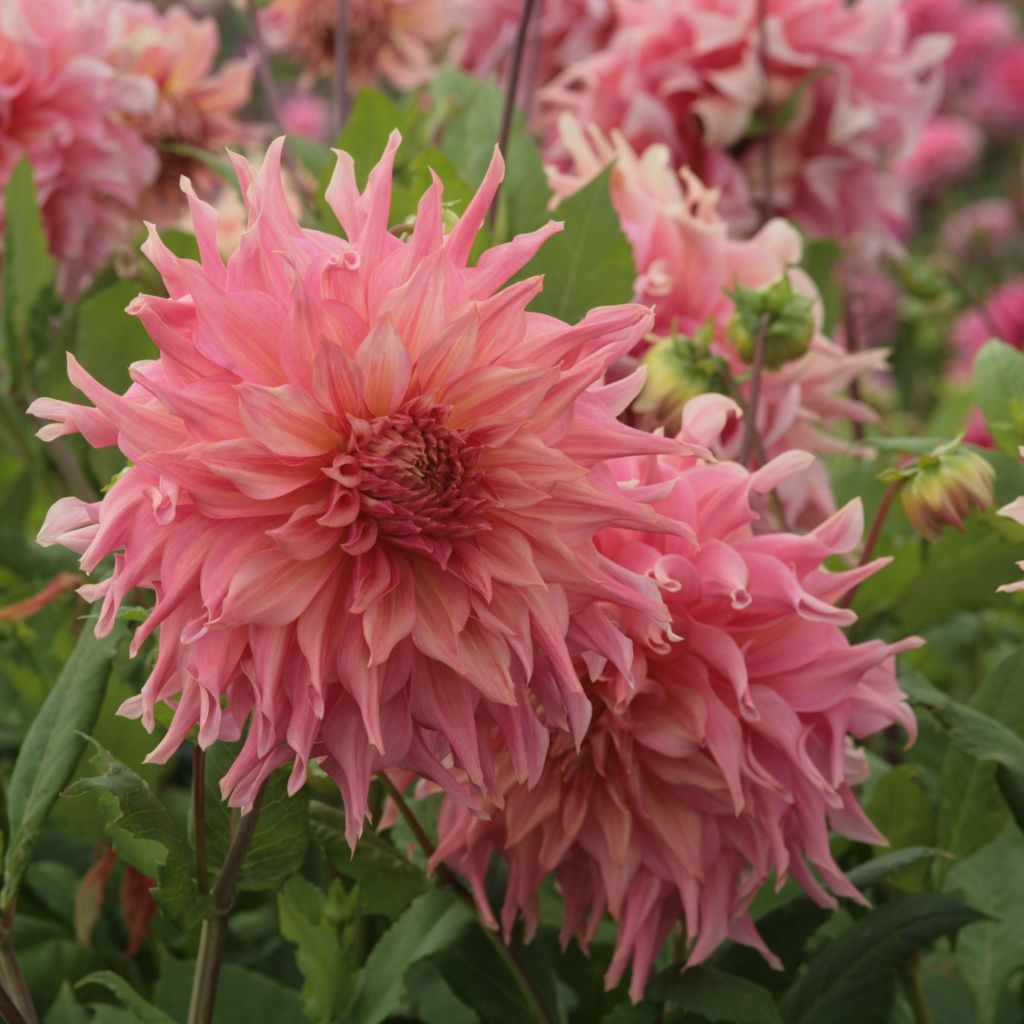 Dahlia géant Penhill Watermelon