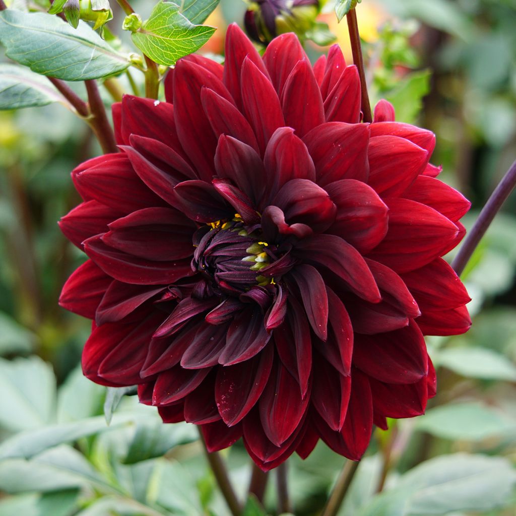 Dahlia Sam Hopkins