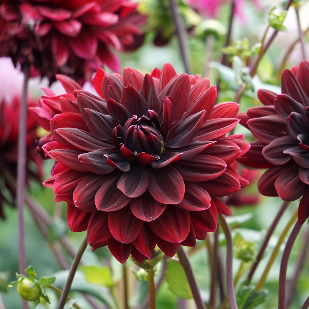 Dahlia Sam Hopkins