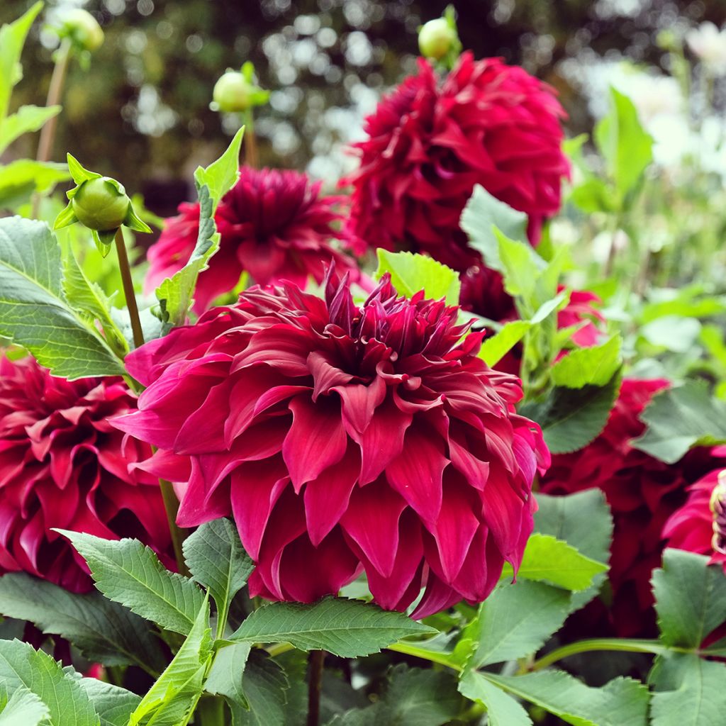 Dahlia Spartacus