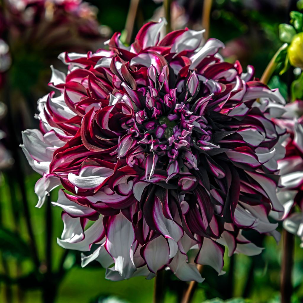 Dahlia Tartan