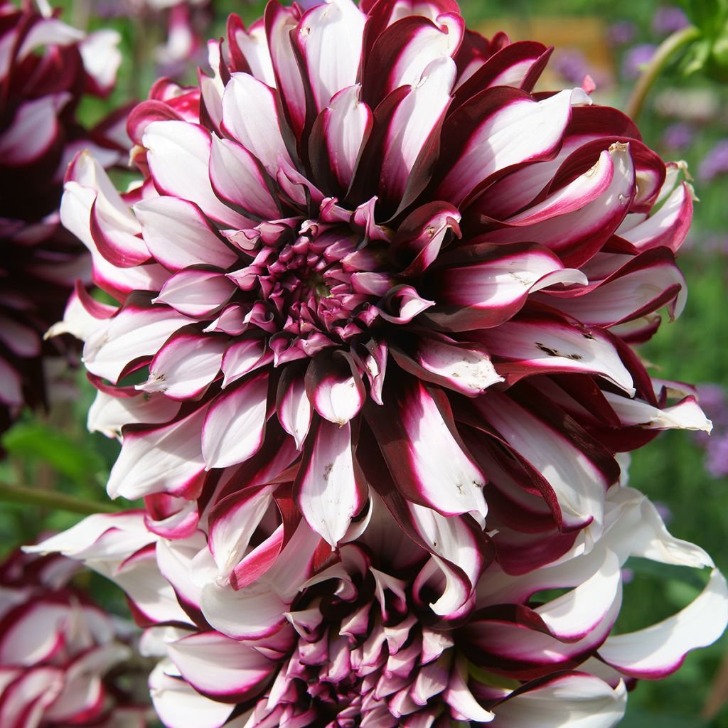 Dahlia Tartan