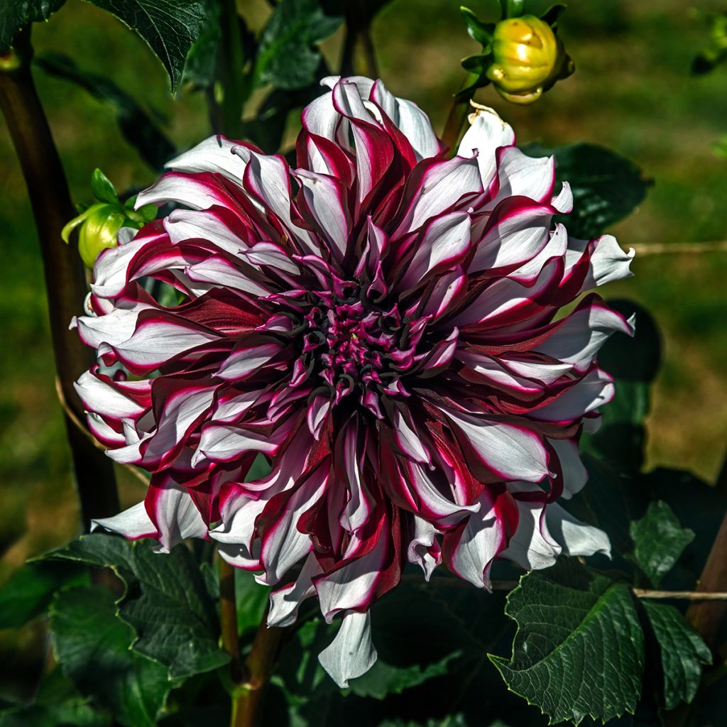 Dahlia Tartan