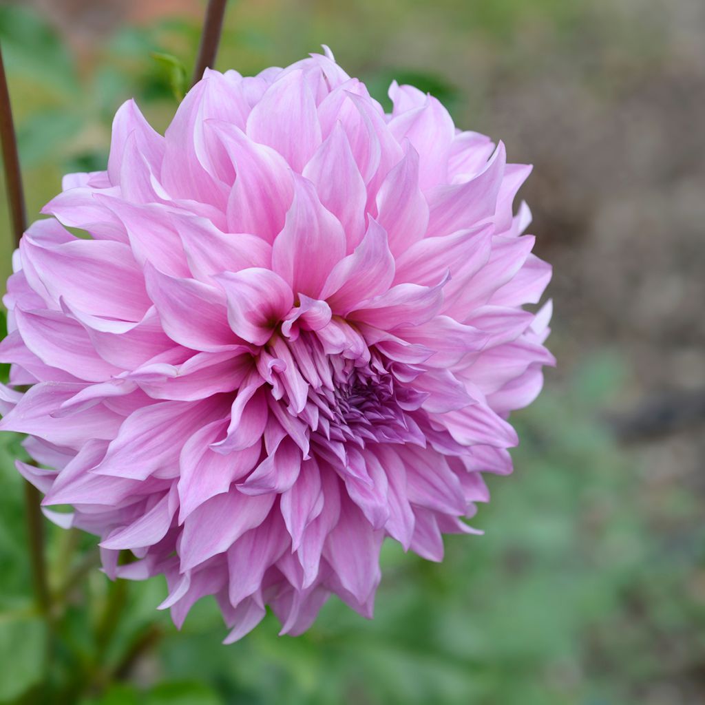 Dahlia Vassio Meggos