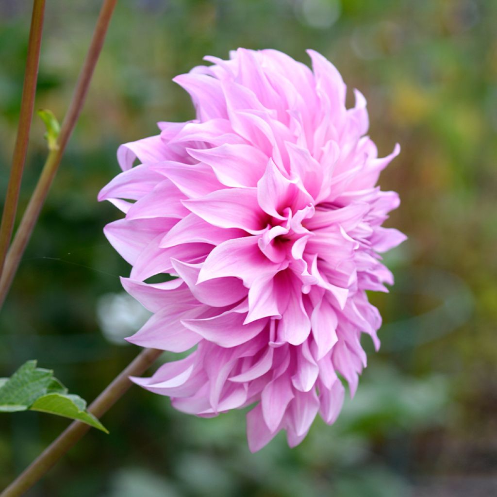 Dahlia Vassio Meggos