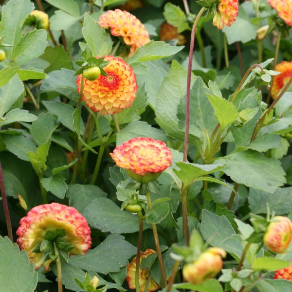 Dahlia Pompon Little Beeswing