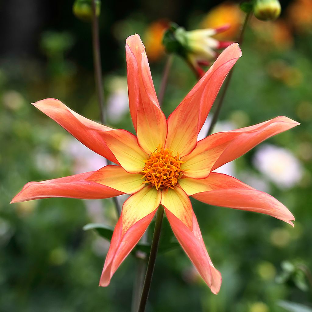 Dahlia orchidée Izarra