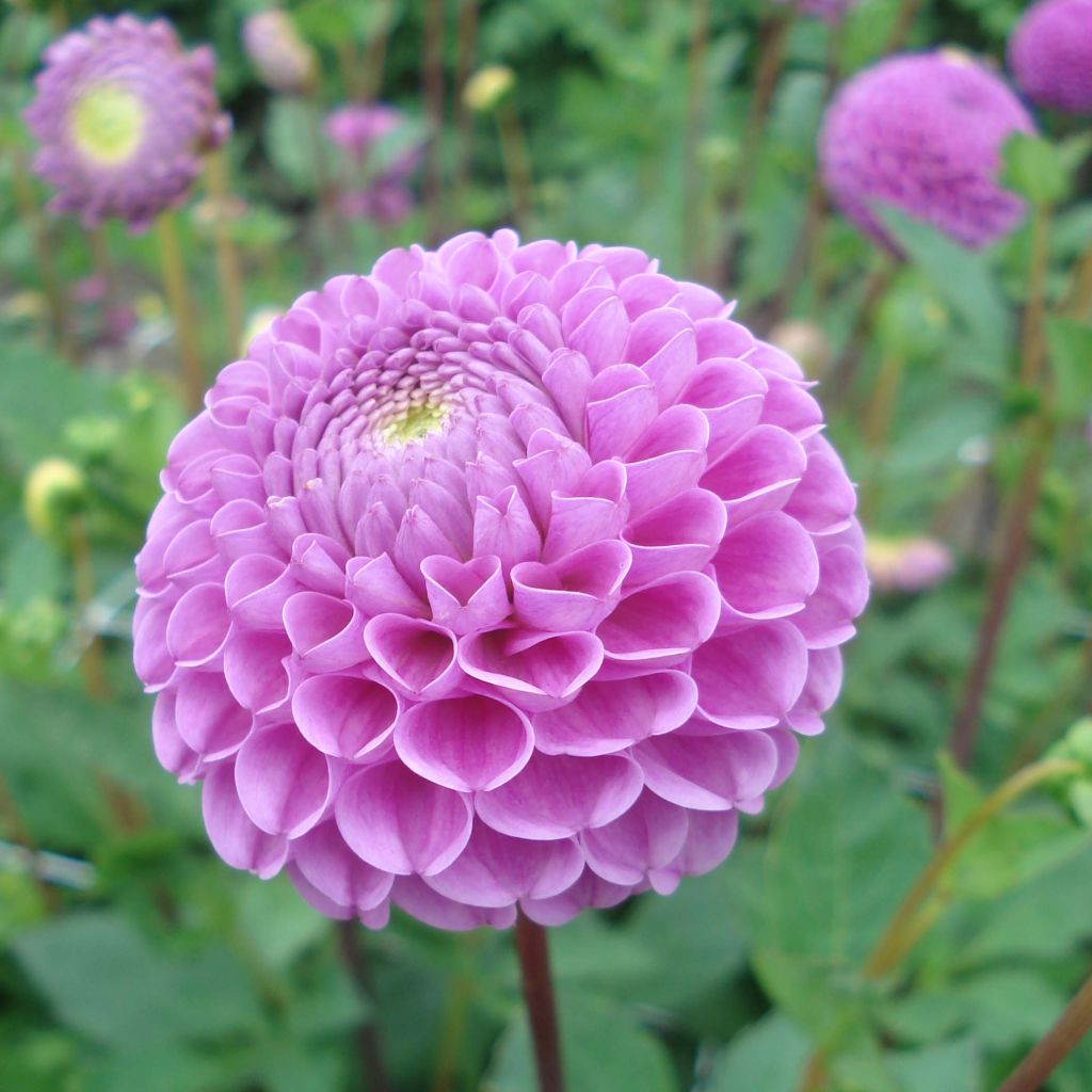 Dahlia pompon Franz Kafka