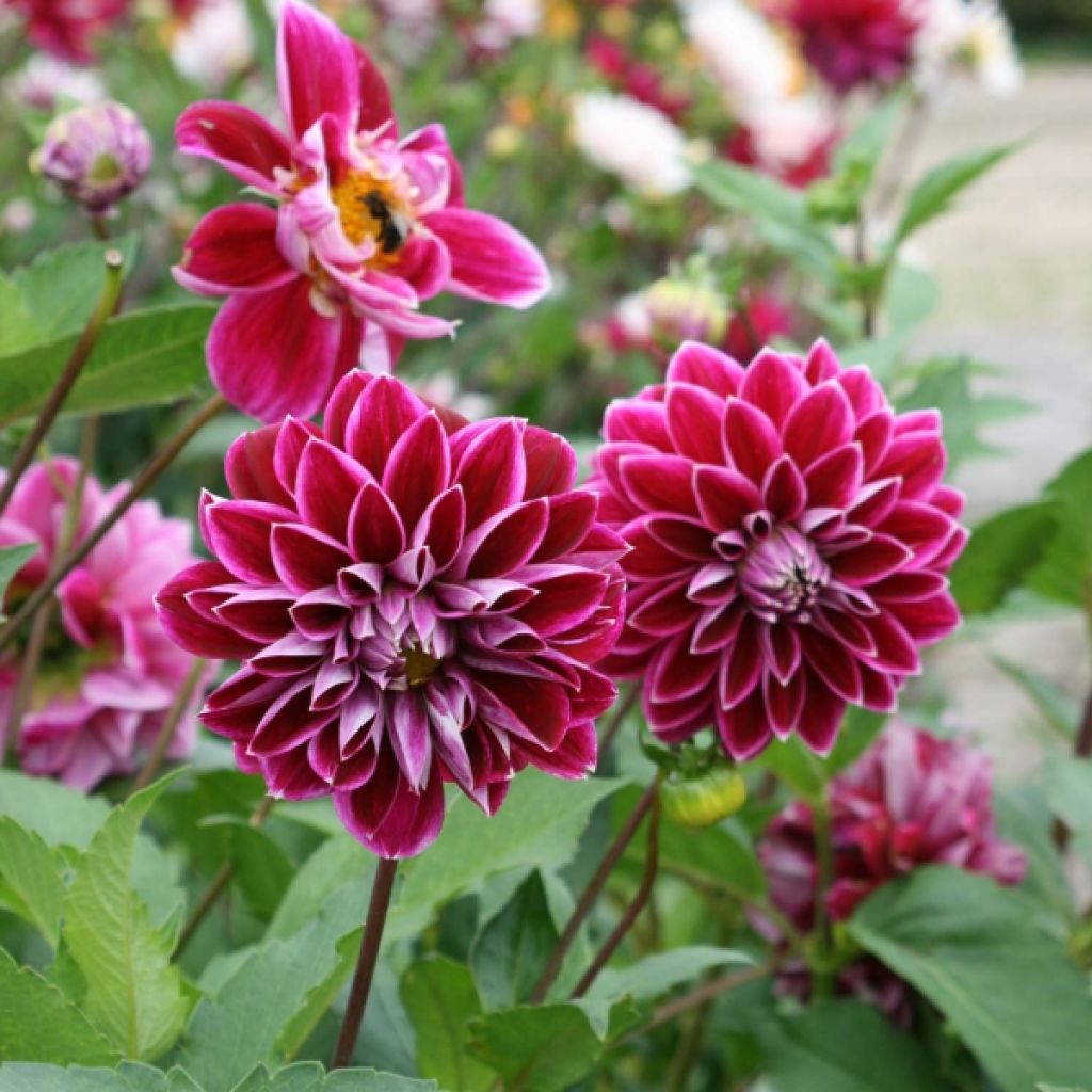 Dahlia Décoratif Purple Pearl