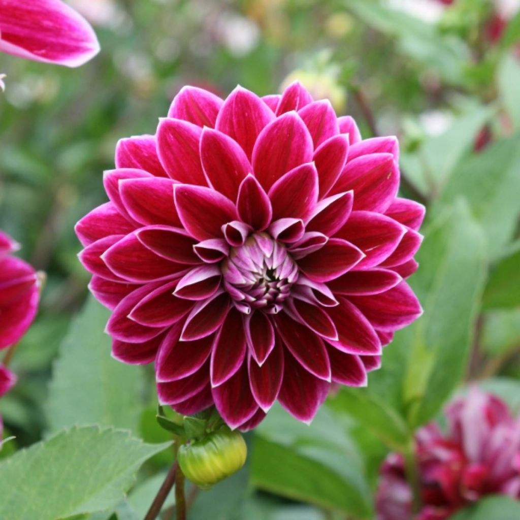 Dahlia Purple Pearl
