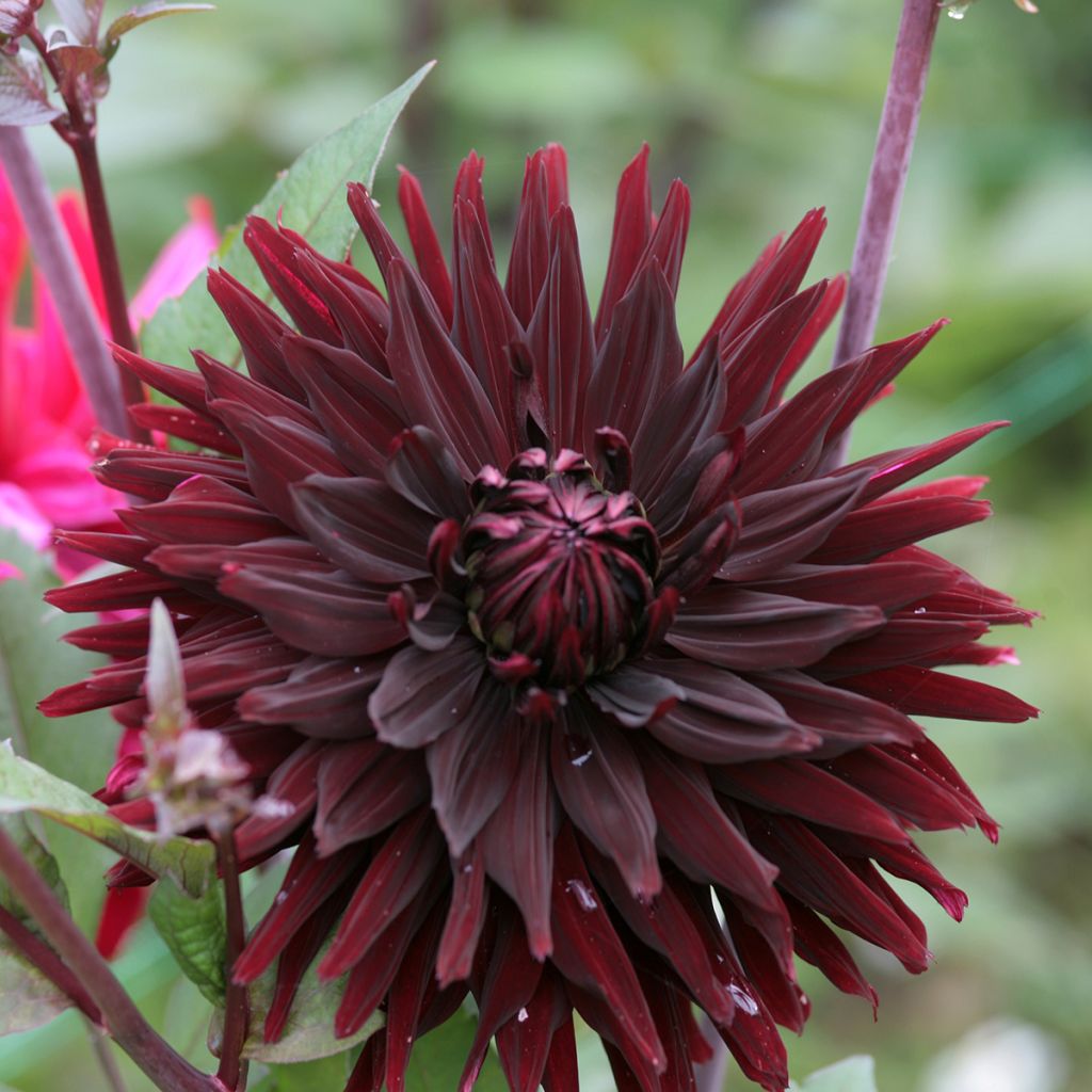 Dahlia Black Jack