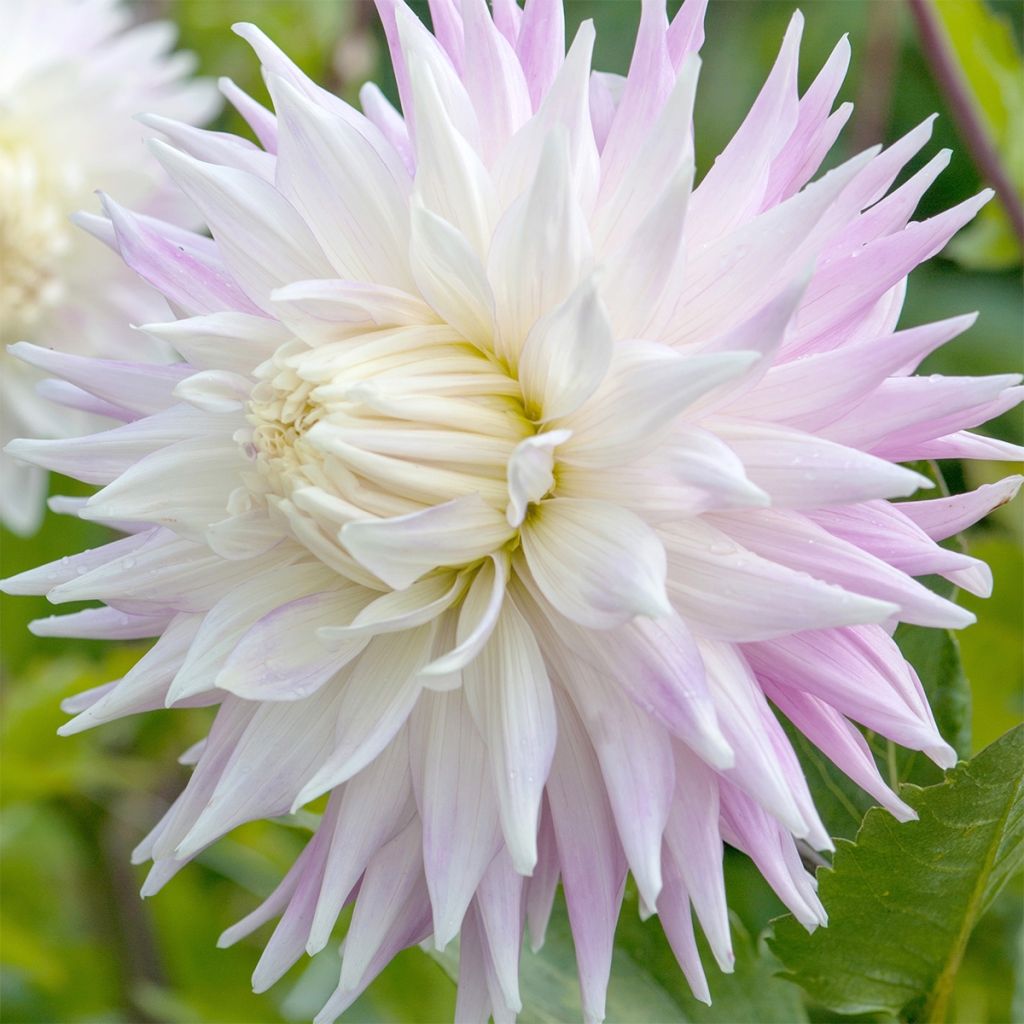 Dahlia semi cactus Kiev