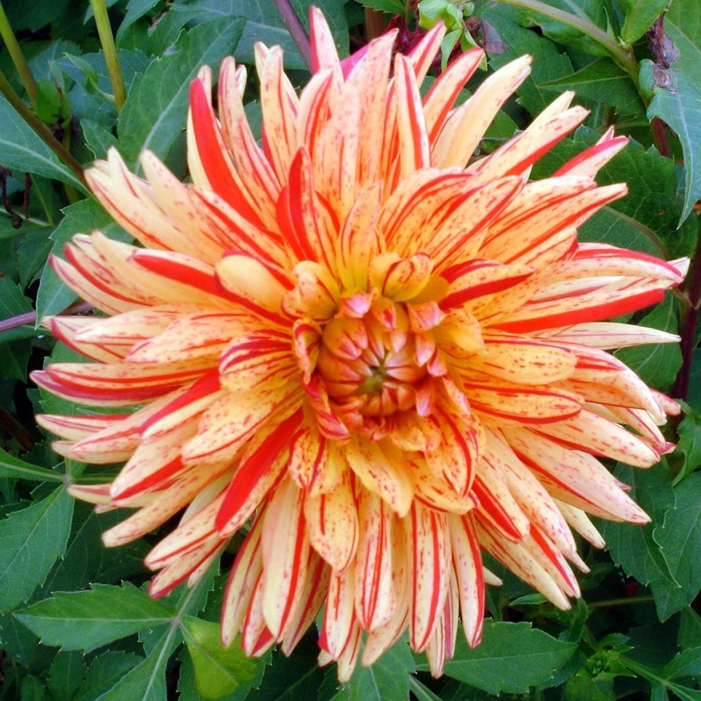 Dahlia Saint Saens