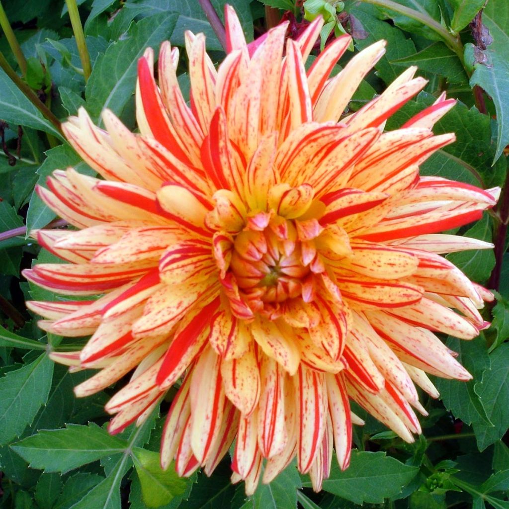 Dahlia semi-cactus Saint Saens