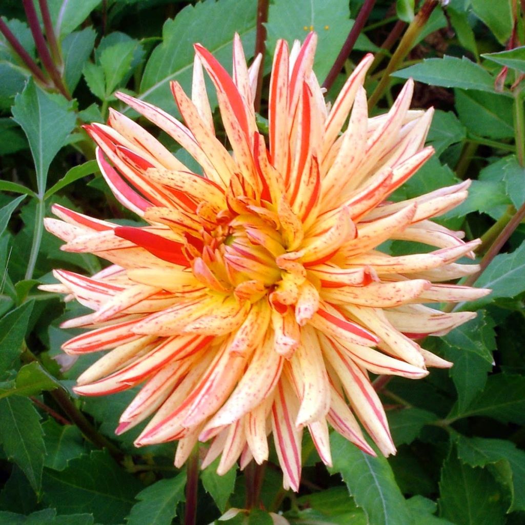 Dahlia semi-cactus Saint Saens