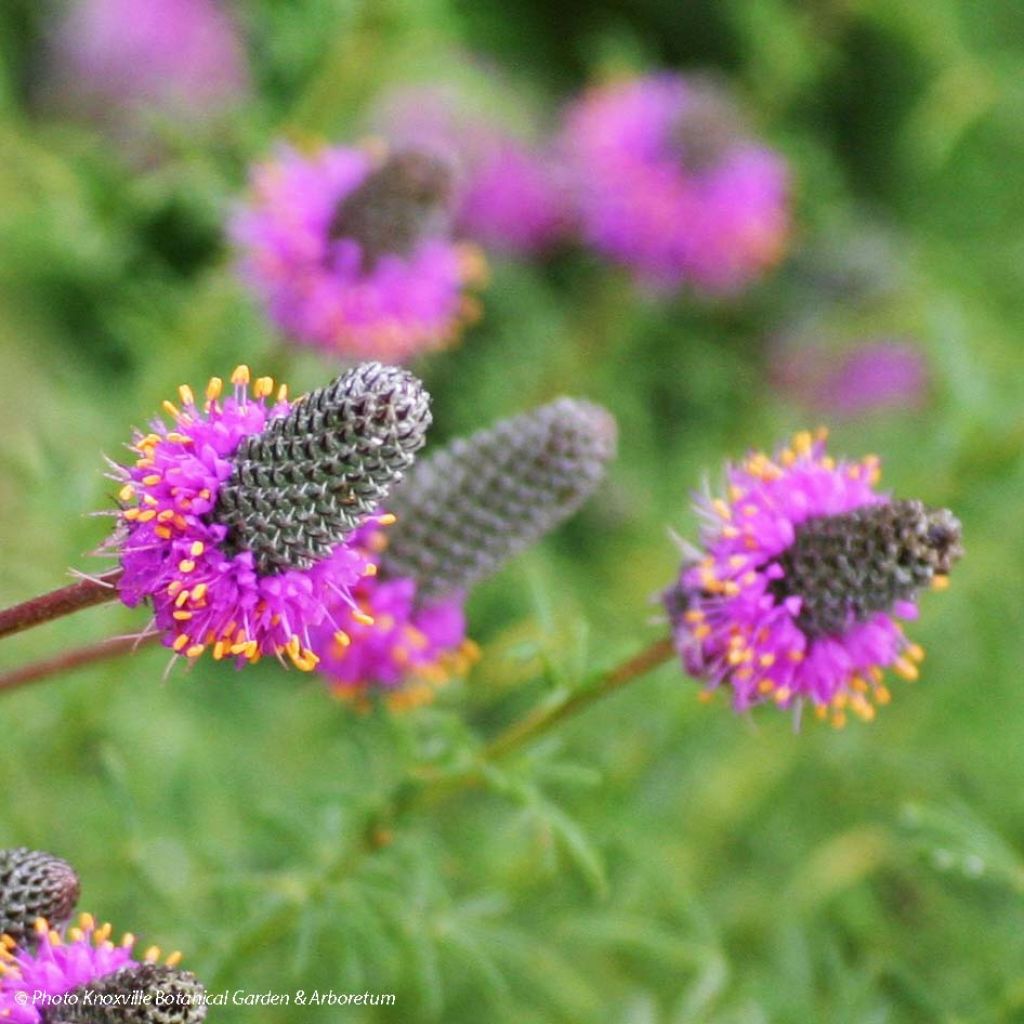 Dalea purpurea Stephanie