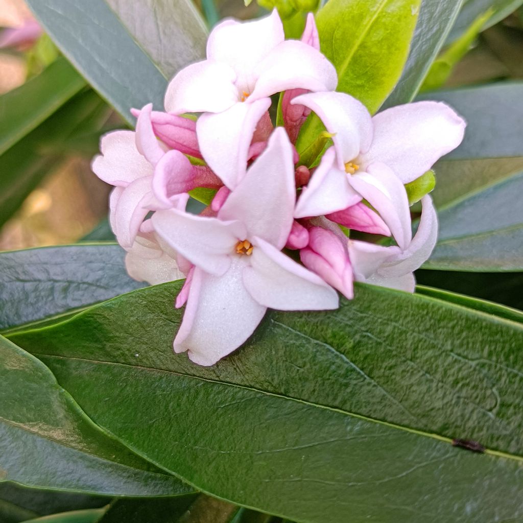 Daphne odora x bholua Perfume Princess® 'DapJur01'