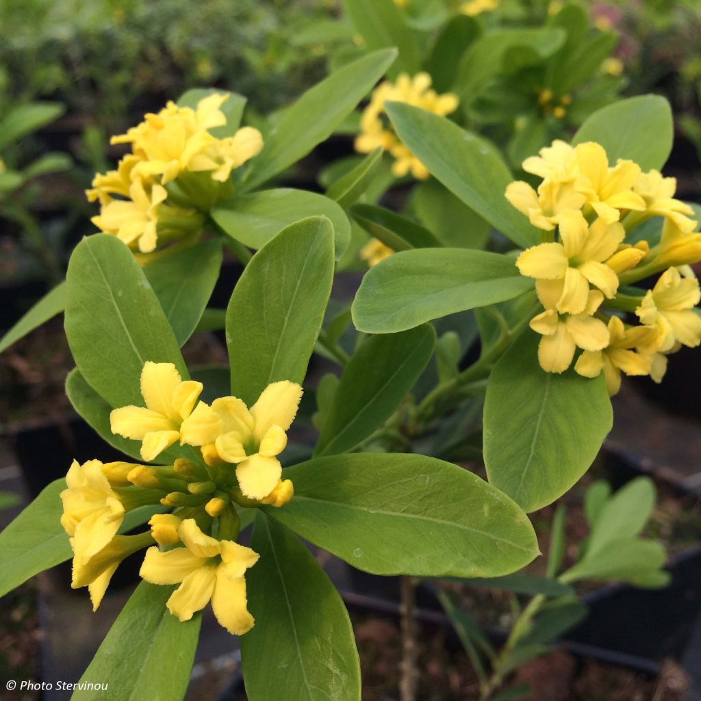 Daphne gemmata Royal Crown