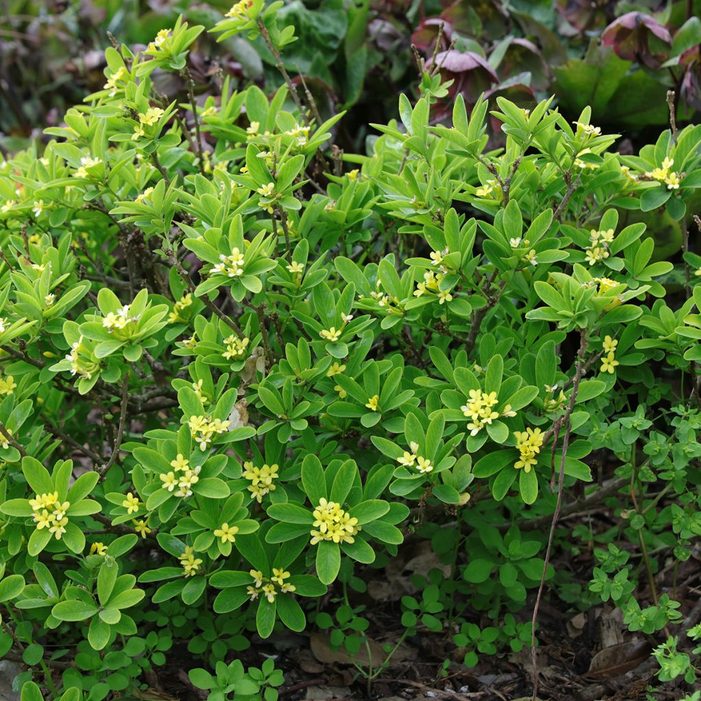 Daphne gemmata Royal Crown