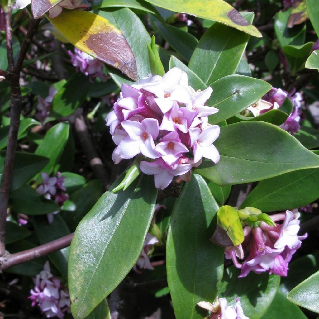 Daphne odora - Fragrant Daphne