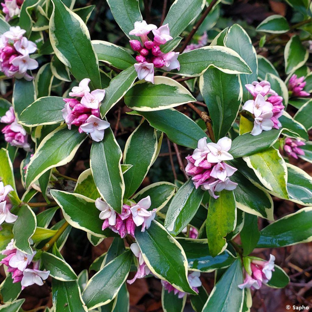 Daphne odora Rogald'or - Bois-joli