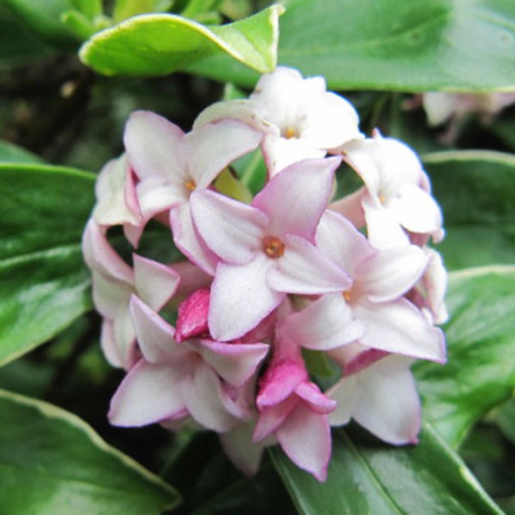 Daphne odora Aureomarginata