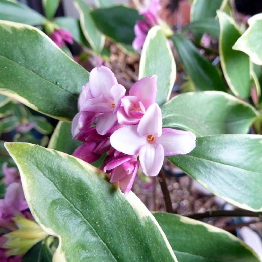 Daphne odora Aureomarginata