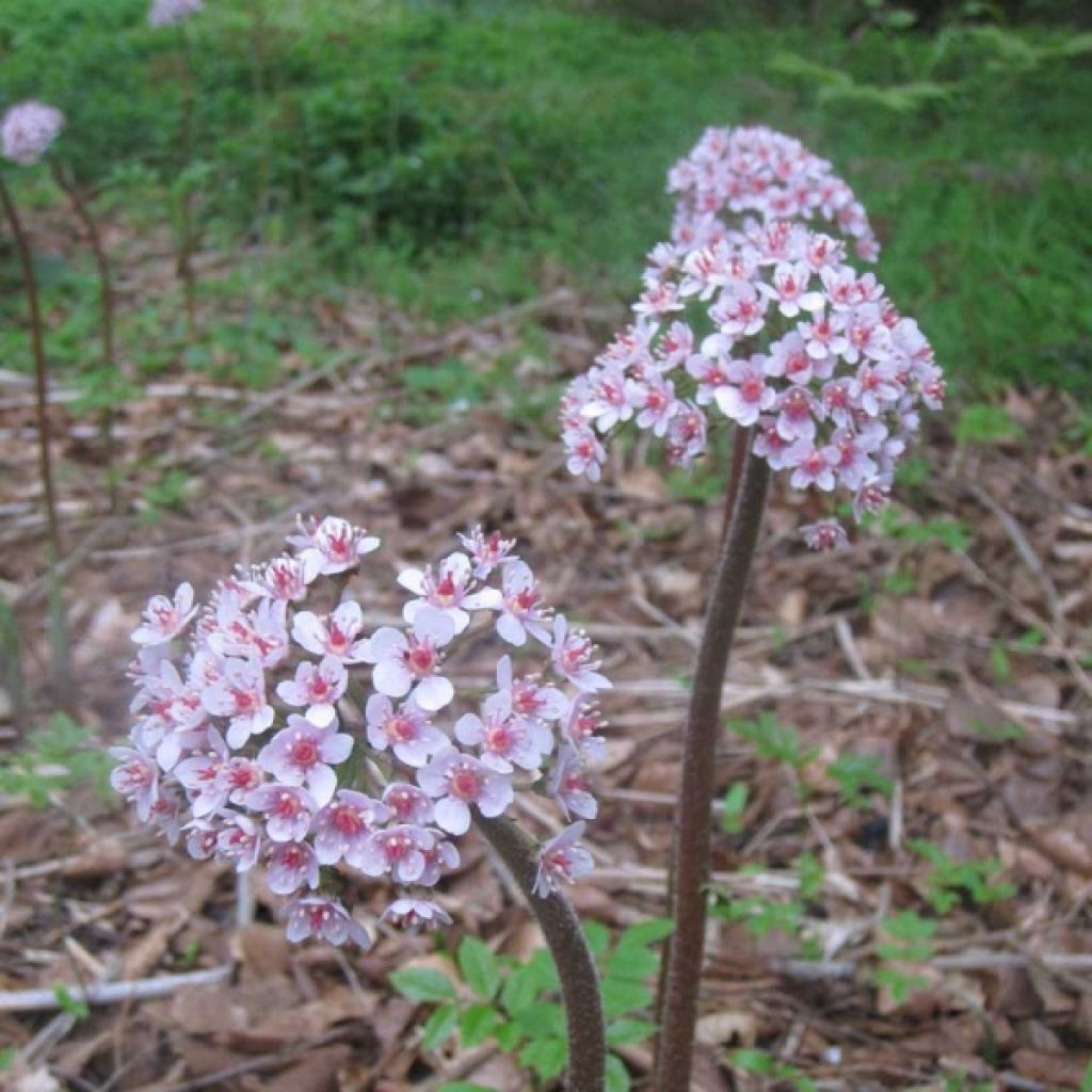 Darmera peltata