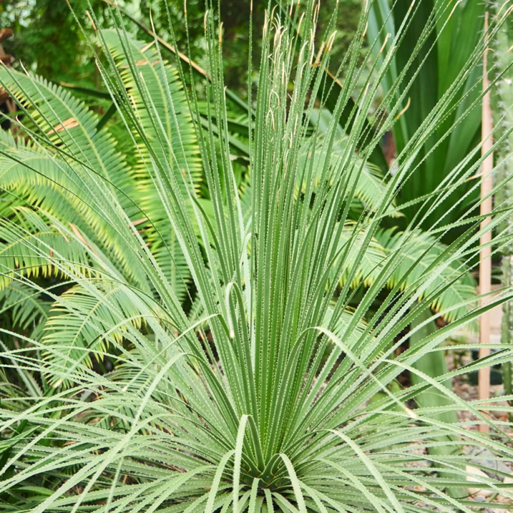 Dasylirion longissimum - Sotol