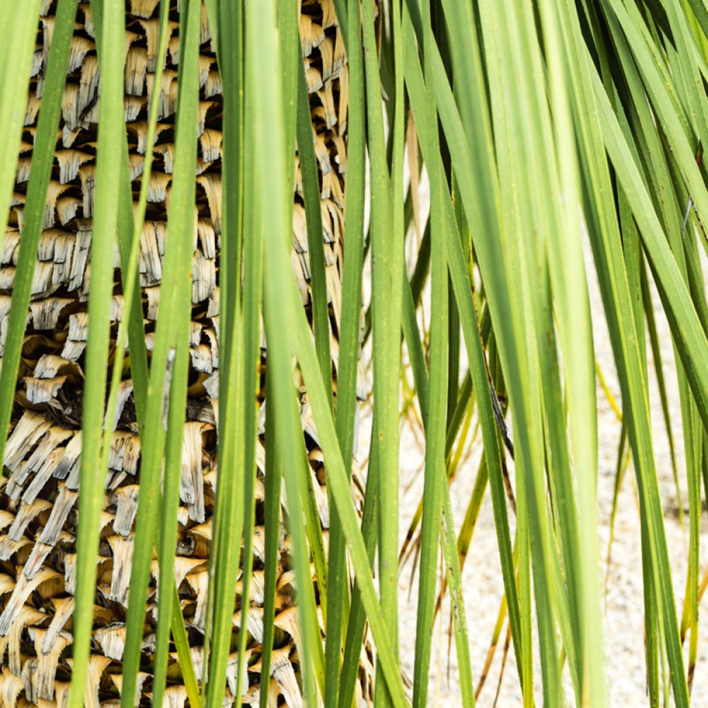 Dasylirion quadrangulatum - Sotol