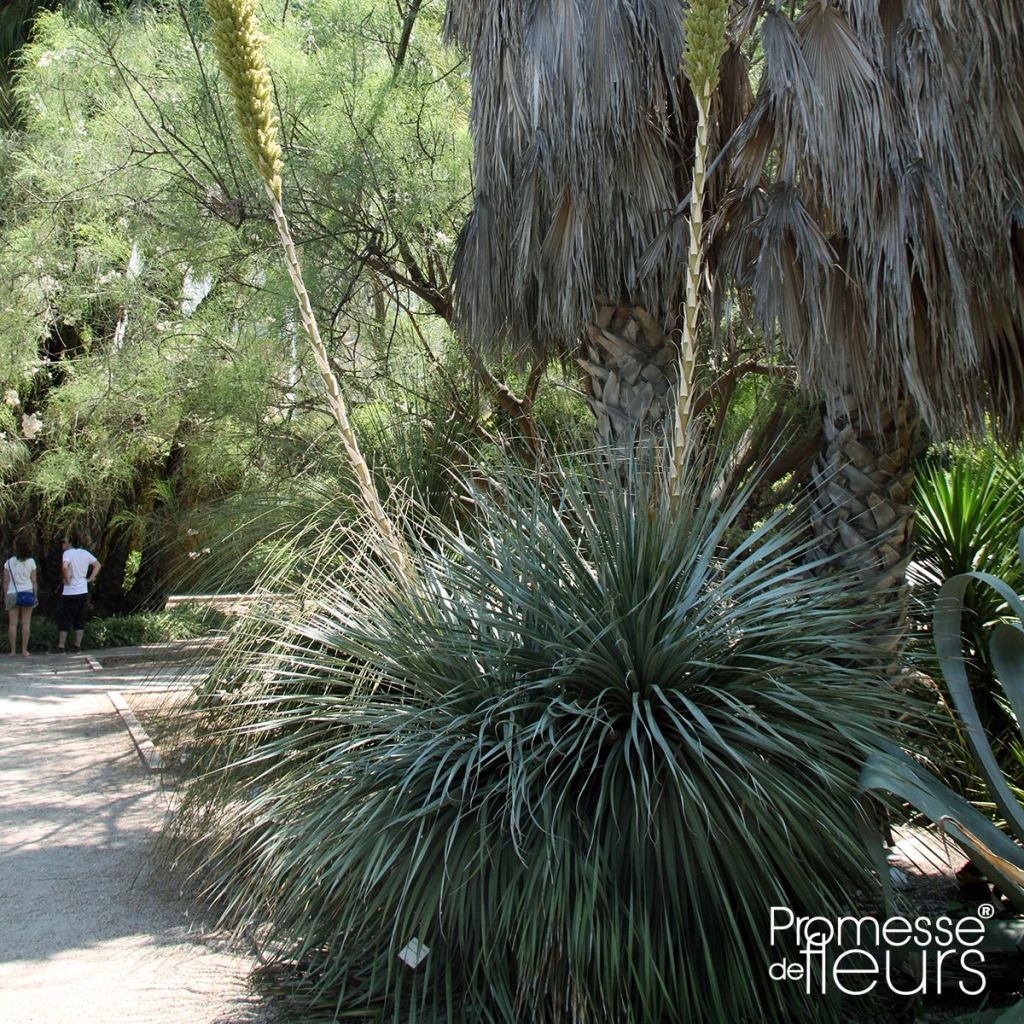 Dasylirion texanum - Sotol du Texas