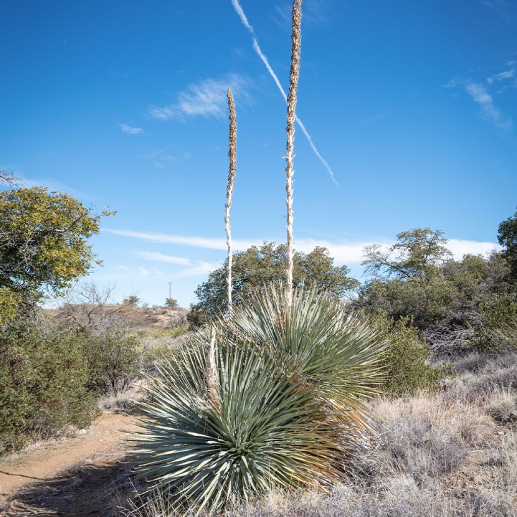 Dasylirion wheeleri - Sotol