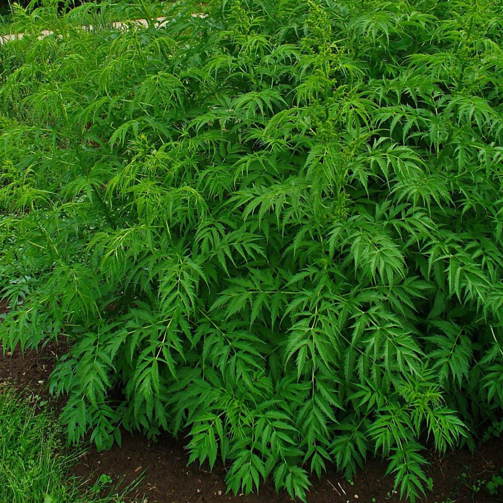 Datisca cannabina - Cretan Hemp