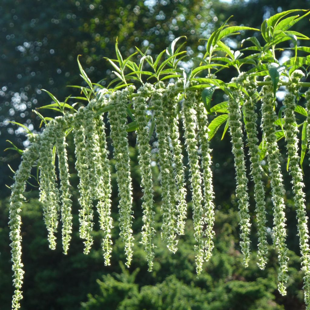 Datisca cannabina - Cretan Hemp