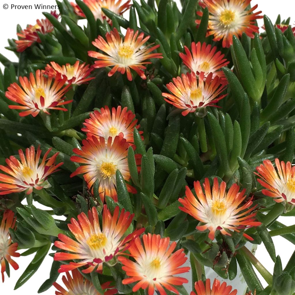 Delosperma congestum x cooperi Royal Ranger Red