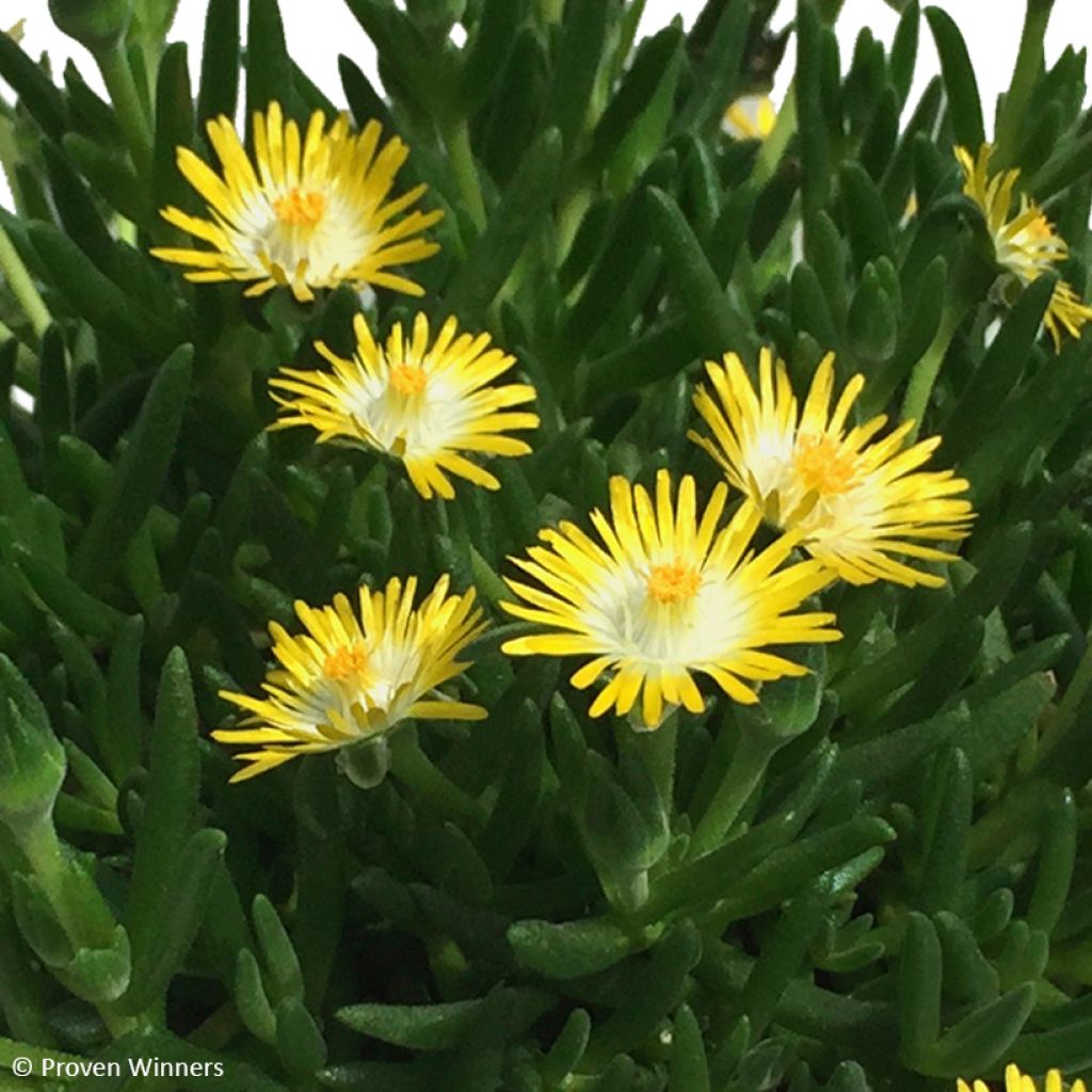 Delosperma congestum x cooperi Royal Ranger Yellow